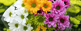 Тюльпан
